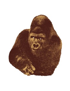 Quindici, il gorilla